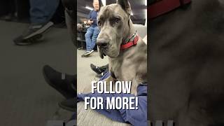 Why Great Danes are so popular