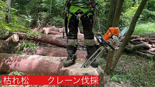 【枯れ松伐採】16トンラフター吊り切り　特殊伐採　Red Pine removal STIHL MS500i