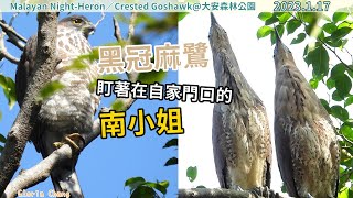 20230217 黑冠麻鷺夫婦，盯著在自家門口做日光浴的鳳頭蒼鷹南小姐（2/2）【大安森林公園黑冠麻鷺Malayan Night-Heron／鳳頭蒼鷹Crested Goshawk】