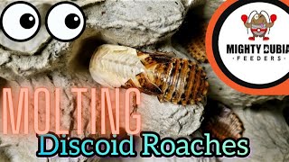 Watch A Discoid Roach Molt \u0026 See Our Discoid Roach Colony|#roach #feeder #molting #breeding #feeders