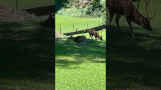 Deer videos cute animals in Switzerland 4K. Switzerland vlog 2024. Village life 4K.