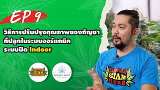 ORGANIC MAGIX EP.9 | วิธีการปรับปรุงคุณภาพของกัญชาที่ปลูกในระบบออร์แกนิคระบบปิด Indoor