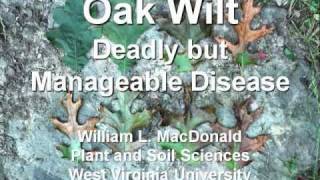Dr. William MacDonald on Oak Wilt Disease