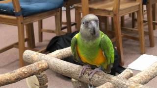 Kili Senegal Parrot - Making Weird Noises, Anyone Know Why?