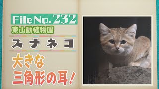 砂漠の天使！大きな三角形の耳が特徴　東山動植物園のスナネコ【どうぶつZOO鑑】2024年12月13日放送