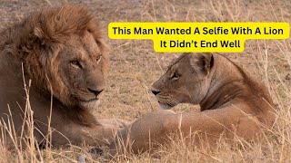 The Reason This Man Wanted A Selfie With A Lion - and Why It Didn’t End Well