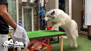 ブラッシングに呼ばれると華麗にトリミング台に飛び乗るベルです　Great Pyrenees　グレートピレニーズ