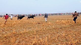 Buffalo Fight | Epic Battle Between two Buffalo in Village During Winder Morning |মহিষের তুমুল লড়াই