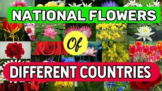 National Flowers Of Different Countries | General Knowledge | World's Knowledge Book