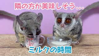 隣のミルクが美味しそうに見えちゃうお猿 Busubabies drink milk【ショウガラゴのピザトルとサラミー】