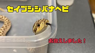 セイブシシバナヘビをお迎えしました！#セイブシシバナヘビ ＃蛇 #爬虫類 #お迎え動画