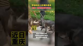 野猪闯进小区撞伤居民，狗狗一路紧咬野猪不松口