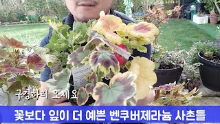 벤쿠버제라늄 보다 더 예쁜 강력한 것들이 나타났어요{3종세트} #제라늄키우기