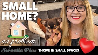 Chihuahuas are Perfect for Tiny Homes! Sweetie Pie Pets #sweetiepiepets #chihuahuapuppy