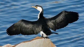 Cormorant bird