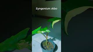 Syngonium Albo - Variegated Arrowhead Vine - Syngonium Podophyllum Albo