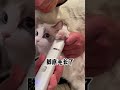 2 上门洗猫 布偶猫 治病就花了5万，周边宠物店都不敢接了，但是真的很乖！ 猫咪 宠物 宠物美容