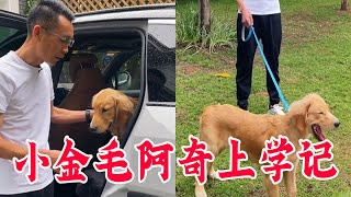 跟着5个月小金毛学习狗狗发展心理学，如果你刚养狗快学起来【犬道APP】