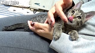 「先住猫と新入り猫⑤」保護子猫にやきもちを焼く先住猫！Introducing kittens to an older cat