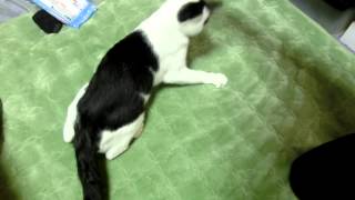 猫じゃらし VS 猫