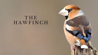 The Hawfinch