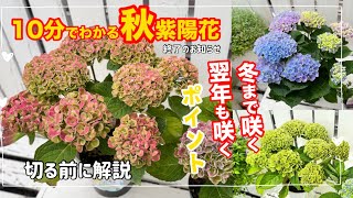 秋紫陽花終了のお知らせ「リクエストにお応えして」「秋紫陽花作り方」ナイショで教えます🙊㊙