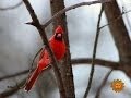 Nature: Songbirds in the snow