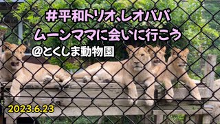 2023.6.23 とくしま動物園、ライオンの親子に会いに行こう#とくしま動物園 #平和トリオ#レオ#ムーン#アマニ#パーチェ#モエル