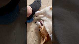 短足の犬が必死にボールを取ろうとする動画 #コーギー #ちくわ #shorts