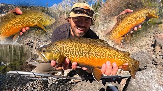 GIANT TIGER TROUT FISHING!! (Catch, Cook, Camp)