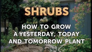 How to Grow a Yesterday, Today and Tomorrow Plant