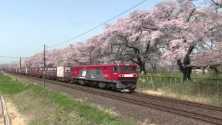 東北本線　大河原～船岡間　一目千本桜　２０１５年　貨物列車、４８５系ジパング、キハ４０・４８ふるさと、７０１系７１９系７２１系電車