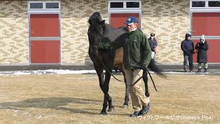 ヴィクトワールピサ(Victoire Pisa) - ブリーダーズスタリオンステーション種牡馬展示会2020