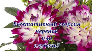 Вегетативные георгины. Убираю на зимнее хранение.Как буду сохранять зимой.