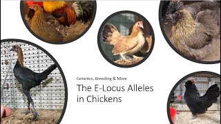 The E-Locus Alleles in Chickens | Genetics, Breeding \u0026 More