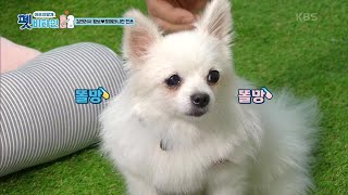 똘망 똘망 진쓰가 사람 나이로 89세? 강아지 나이 계산법! [펫 비타민] | KBS 201022 방송