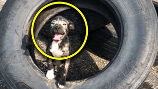 Puppy Abandoned At Warehouse Can’t Stop Smiling At Her Rescuers
