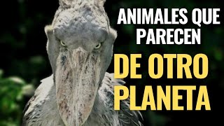 Los 10 Animales unicos y extraños que no creras que son de este mundo.