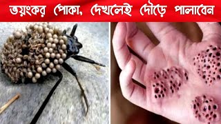 পৃথিবীর সবচেয়ে ভয়ংকর ৬ টি পোকা এদের দেখলেই দৌড়ে পালাবেন | 6 Most Dangerous Bugs in the World |