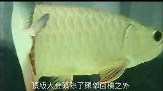 Aro Kingdom金之琥 高階大金頭 過背金龍 25-32CM 金底 紫藍底 首次輸台  24K Goldhead