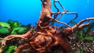 How to Prepare/Clean Driftwood for Aquarium Use