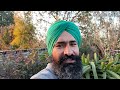 how to grow dragon fruit ਡ੍ਰੈਗਨ ਫਰੂਟ ਦਾ ਪੌਦਾ ਕਿਵੇਂ ਲਾਈਏ @bhaooji