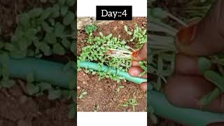 Planting\u0026 Harvesting Fenugreek# Farm fresh Fenugreek leaves# Shorts# ytshorts# Najiya Rafi❤