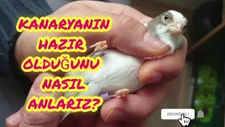 Dişi Kanaryaların Eşe Hazır Olduğunu Altına Bakarak Anlamak