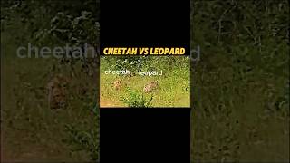 Cheetah vs leopard #trending #animals #cheetah #viralvideo #leopard #youtubeshorts #shorts #wildlife