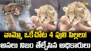 వామ్మో పులి పిల్లలు || A Forest Cat Cubs Found In Agiripalli Says Forest Officials In Eluru District