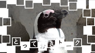 とっておきトーク：上野のケープペンギン