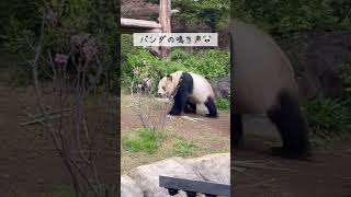 【パンダの鳴き声🐼】シャオシャオ＆リーリー　〜上野動物園〜