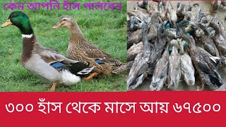 ৩০০ হাঁস পালন করে মাসিক আয় ৬৭৫০০। duck farming.