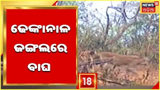 Dhenkanal Leopard: Dhenkanal ଜଙ୍ଗଲରେ ବାଘ , Video Upload କଲା ବନ ବିଭାଗ